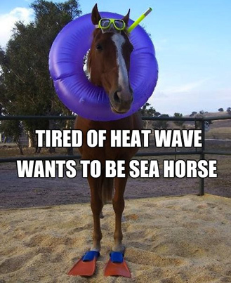 sea horse sm