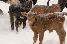winter tips pets-livestock4