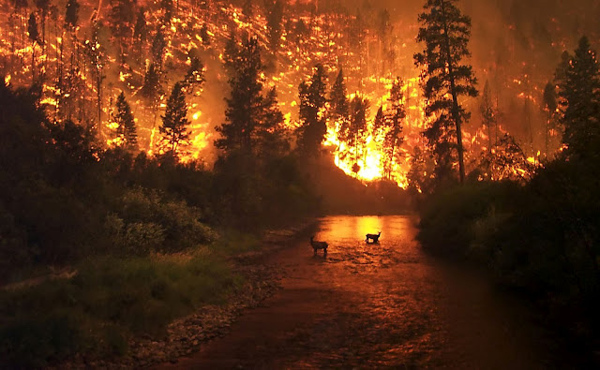 wildfire-usfs-pic