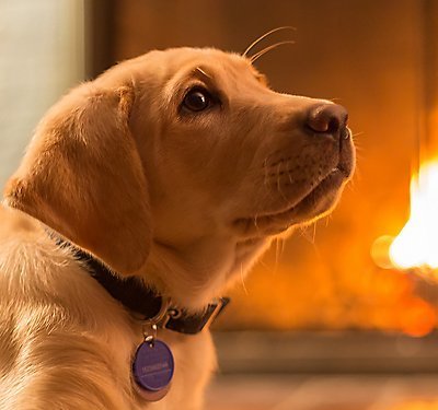 Pet Fire and Life Safety