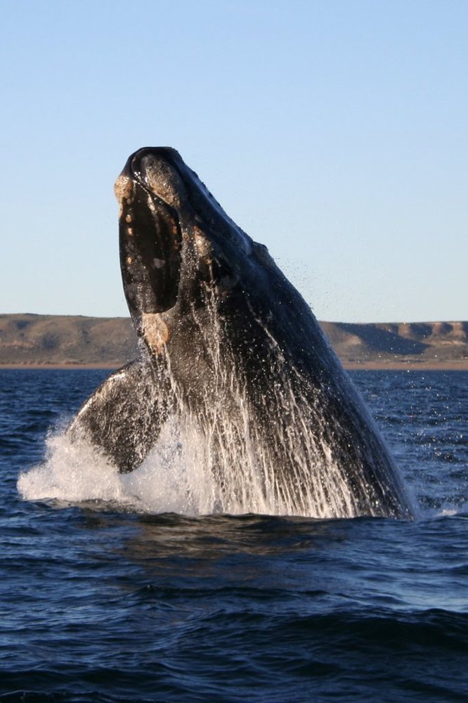 save rapidly disappearing whales from extinction