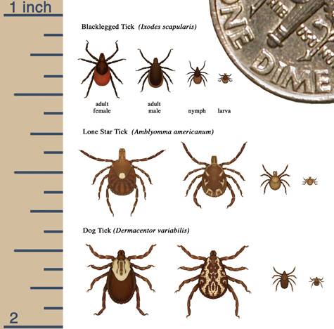 tick_sizes cdc