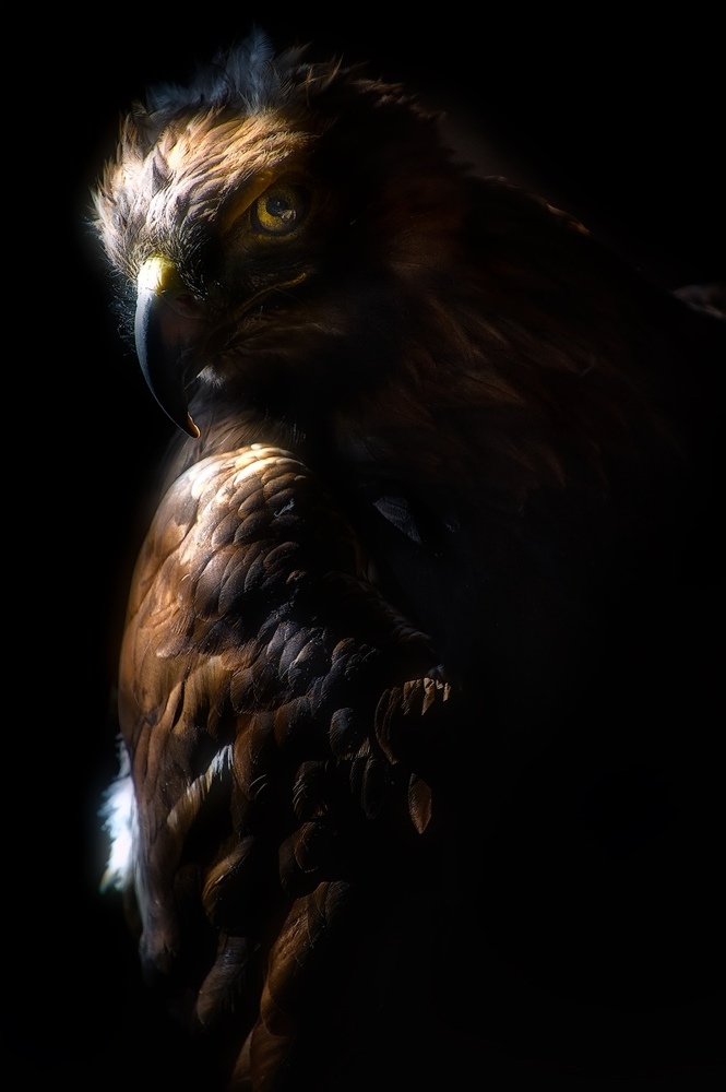 Not Friendly Face Golden Eagle Artfreelife